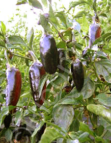 Capsicum annuum 'Czech Black' (Hungarian Black)